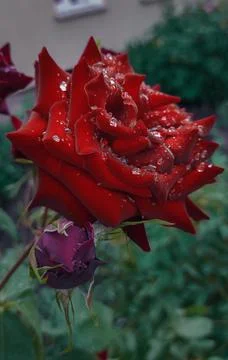 Red rose Stock Photos