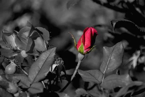 Red rose Stock Photos
