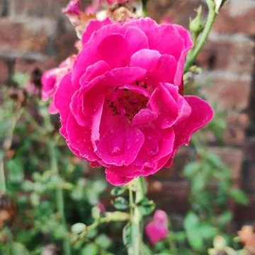 Red rose Stock Photos