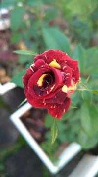 Red Rose 库存照片