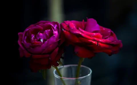 Red rose Stock Photos