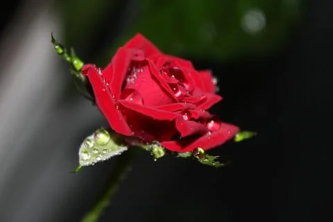 Red rose Foto stock