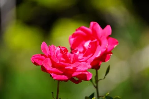 Red Rose Stock Photos