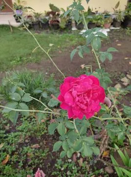 Red rose Stock-Fotos