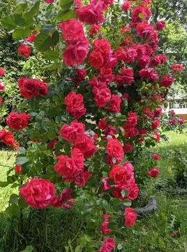 Red rose Stock Photos