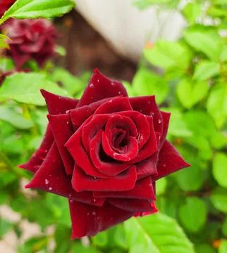 Red Rose Stock Photos