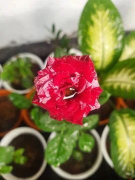 Red Rose Stock Photos
