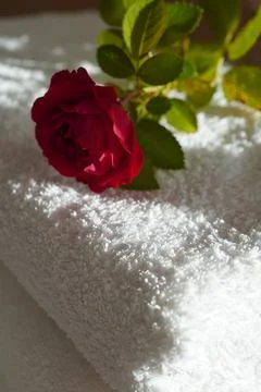 A red rose Stock Photos