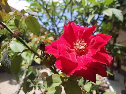 Red rose Stock Photos