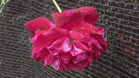 RED ROSE Stock Photos