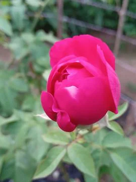 Red rose  Foto stock