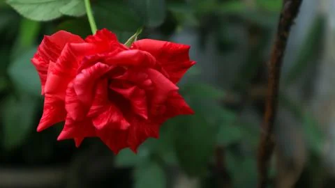 Red rose Stock Photos