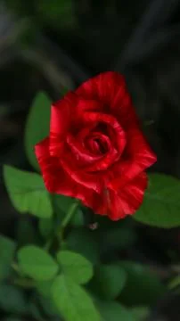 Red rose Stock Photos