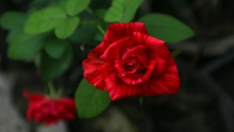 Red rose Stock Photos