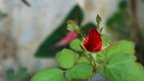 Red rose Stock Photos