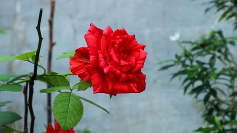 Red rose Stock Photos