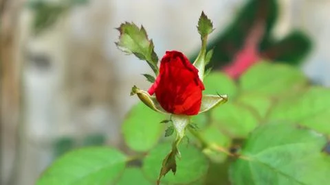 Red rose Foto stock