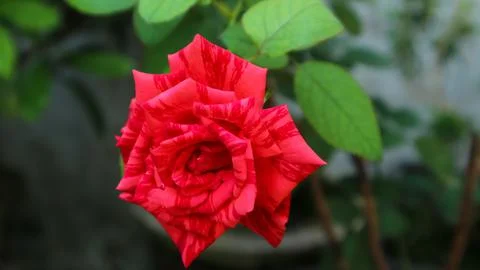 Red rose Stock Photos