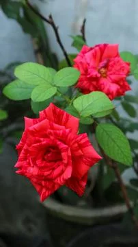 Red rose Stock Photos