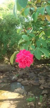 Red Rose 스톡 사진