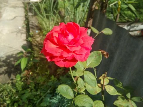 RED ROSE Stock Photos