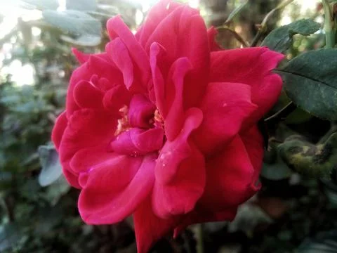 RED ROSE Stock Photos