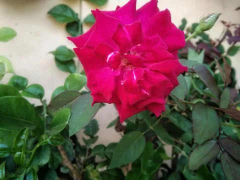 RED ROSE Stock Photos