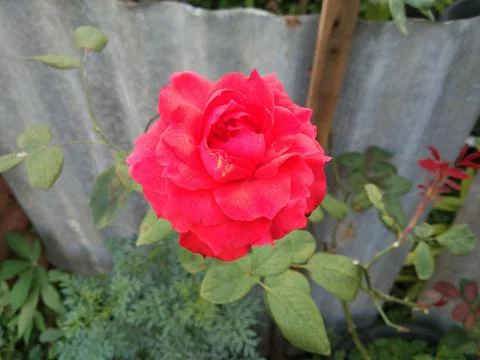 RED ROSE Stock Photos