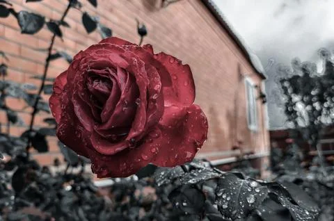 Red rose Stock Photos