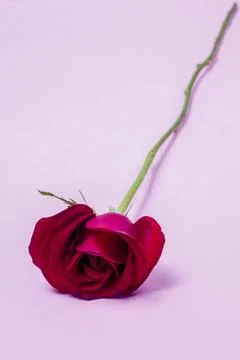 Red rose Stock Photos