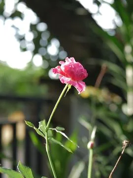 Red Rose 写真素材
