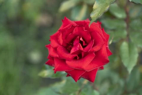 Red rose Stock Photos