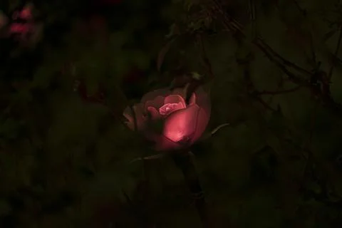 RED ROSE Stock Photos