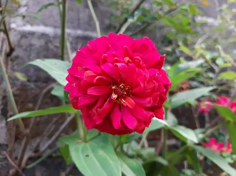 Red rose Stock Photos