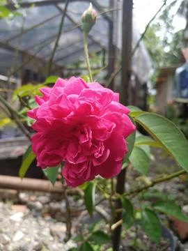 Red rose Stock Photos