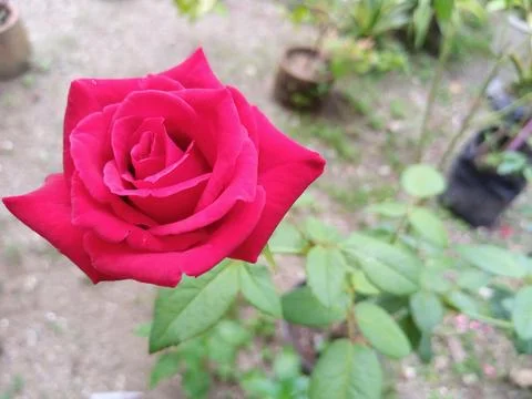 Red rose Stock Photos