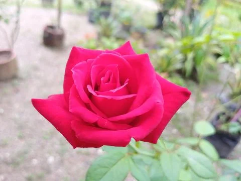 Red rose Stock Photos