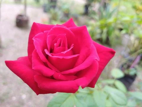 Red rose Stock Photos