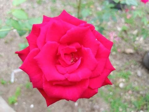Red rose Stock Photos