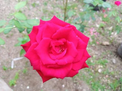 Red rose Stock Photos