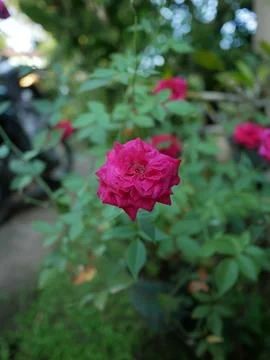 Red Rose 写真素材