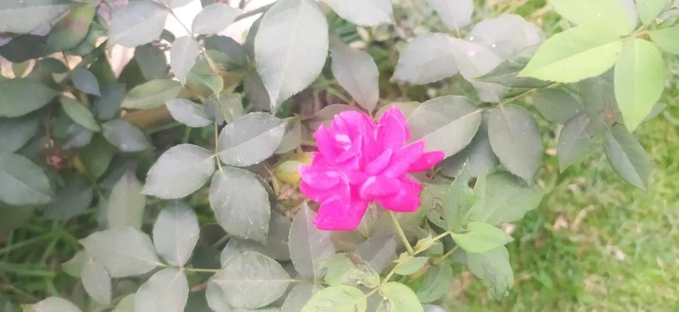 Red rose Stock Photos