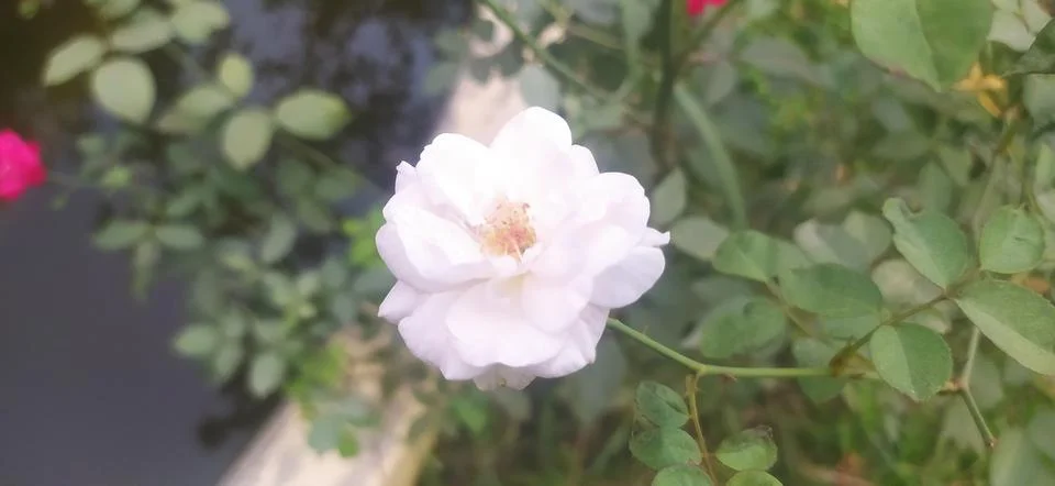 Red rose Stock Photos