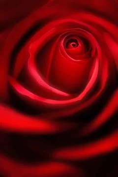 Red Rose Stock Photos