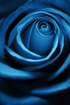 Red Rose Stock Photos