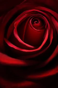 Red Rose Fotos de archivo