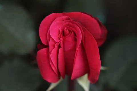 Red rose Stock Photos