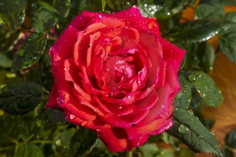 Red rose 库存照片