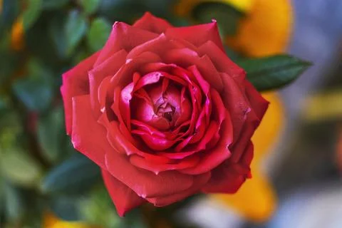 Red rose 库存照片