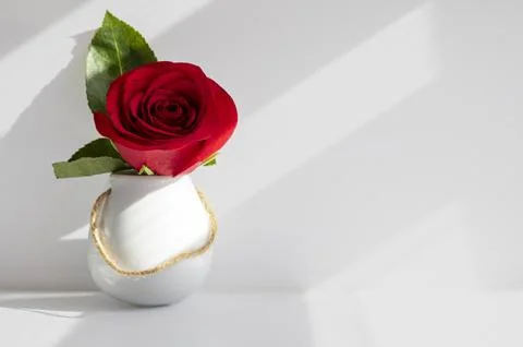 Red rose Stock Photos